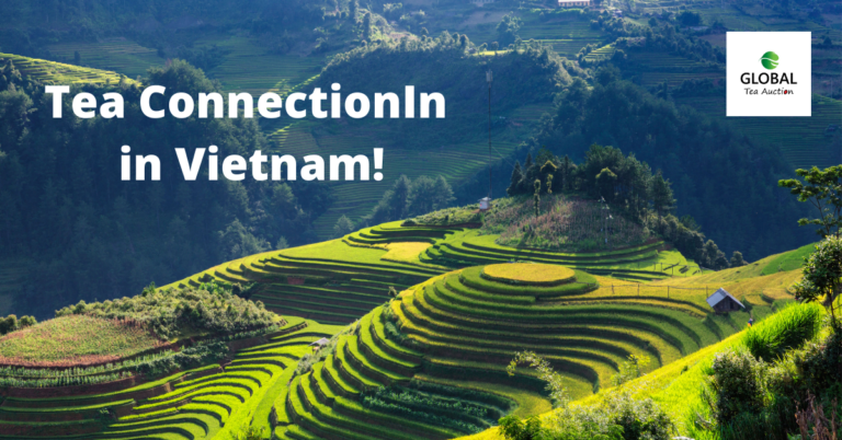 Tea ConnectionIn in Vietnam!