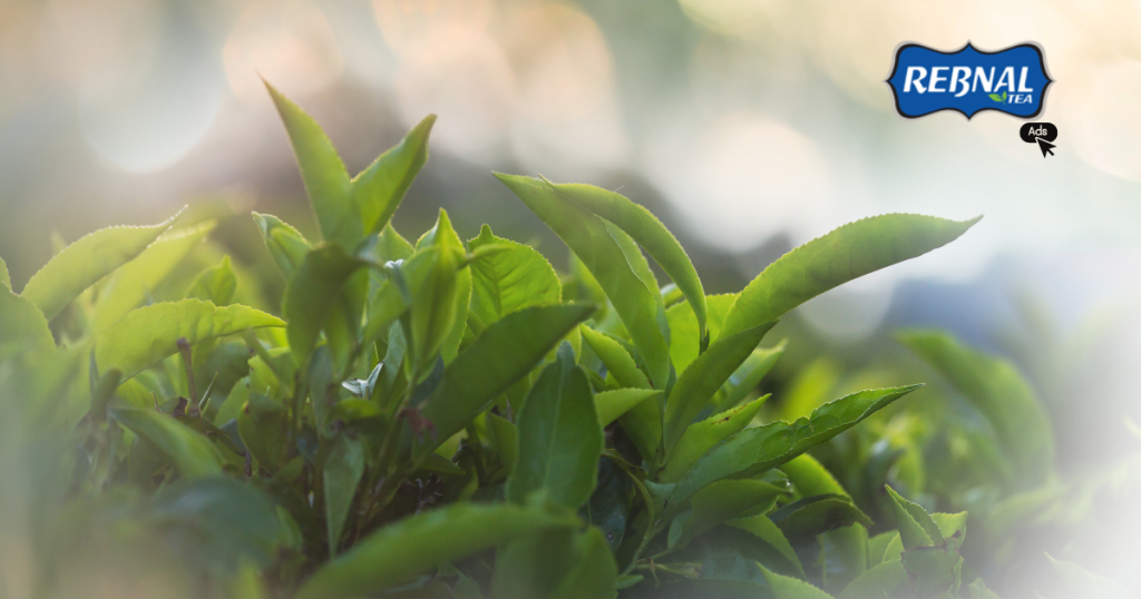 Tea Plantation in London