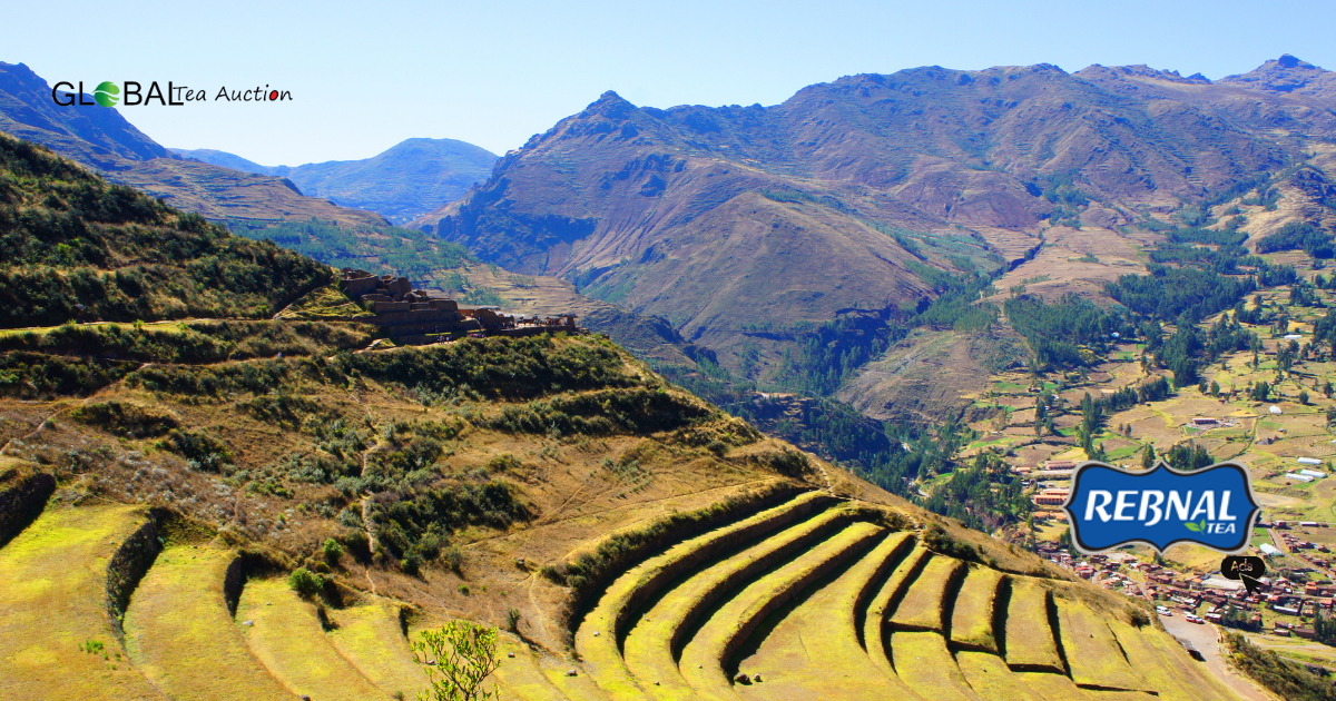 The Tea Market in PeruTrends